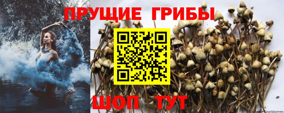 Галлюциногенные грибы мухоморы Астрахань